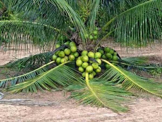 3 Jenis Kelapa Yang Ada Di Malaysia