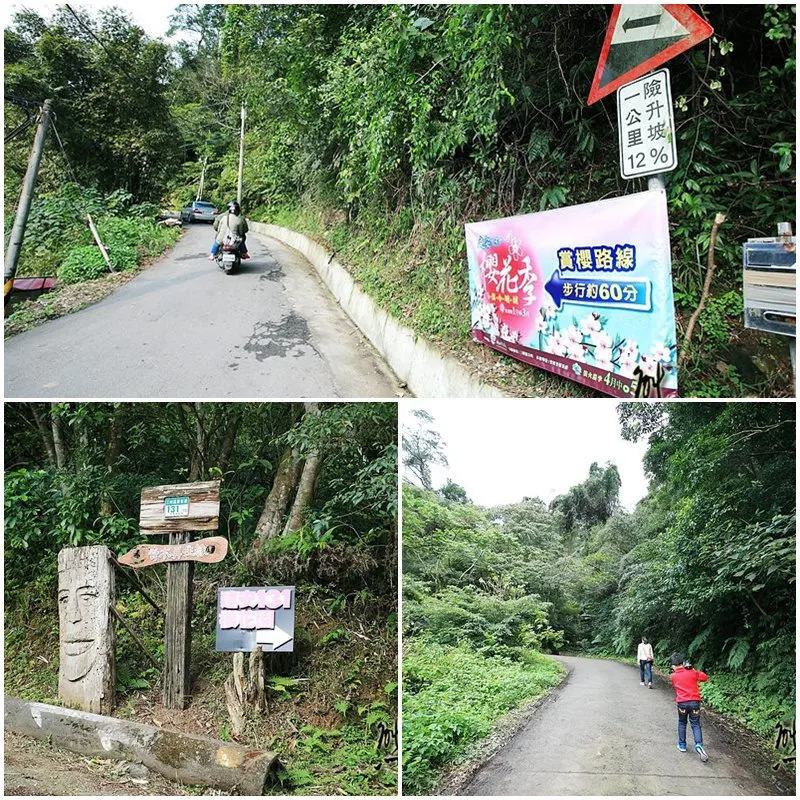 [三峽私房賞櫻景點] 天上人間建安131櫻花園~三峽安坑里獅子頭山櫻花