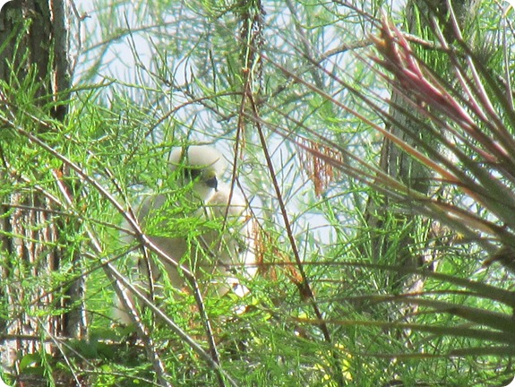 10 Red-shouldered Hawk Bird Babies (1)