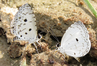 Megisba malaya, the Malayan (left), Lestranicus transpecta, White-banded Hedge Blue (right)