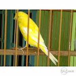 Foto Gambar Burung Kenari AF Super, Warna Kuning Polos