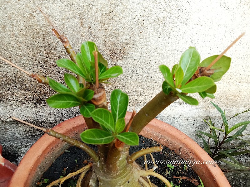 Petua cambahkan dahan pokok adenium 