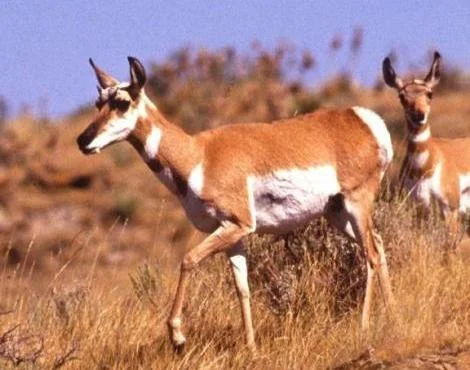 Antilop (Antelope) Hakkında Bilgiler