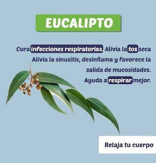 Beneficios de algunas hierbas naturales