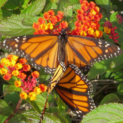 Two Monarch butterflies on orange lantana