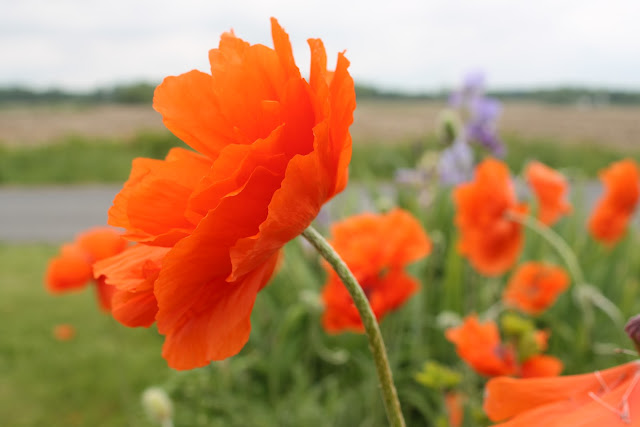 poppies