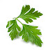 PARSLEY USES AND MEDICINAL BENEFITS