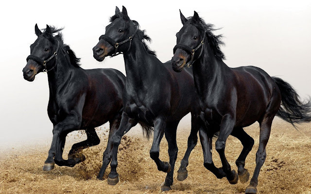 black horse_wallpaper_hd