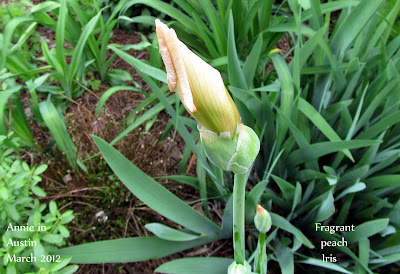 Annieinaustin,peach iris bud