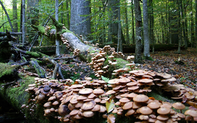 downed tree covered in mushrooms