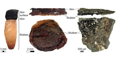 Ditemukan Fosil Ichthyosaurus yang Memiliki Kulit dan Lemak