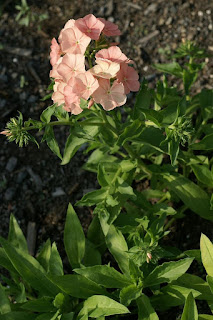 Phlox sp. - Phlox non déterminé