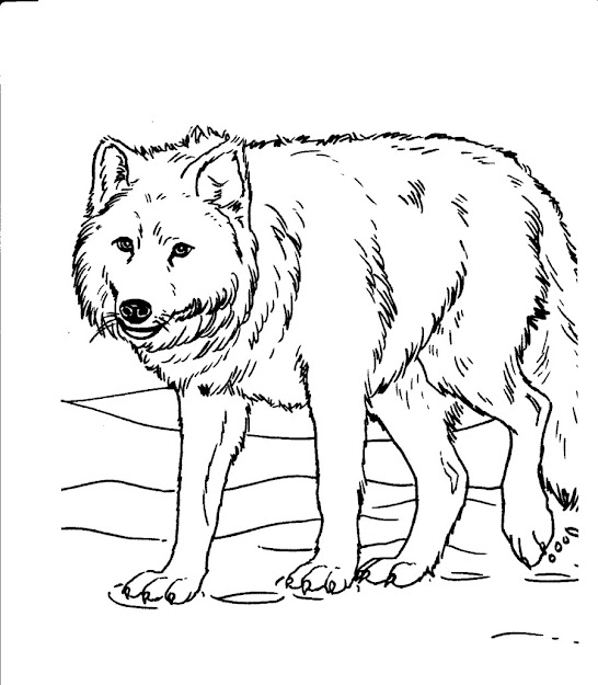 Wolf Coloring Pages
