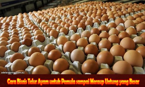 7 Cara Bisnis Telur Ayam untuk Pemula sampai Meraup Untung yang Besar