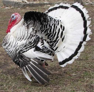 Royal Palm Turkey Chicken