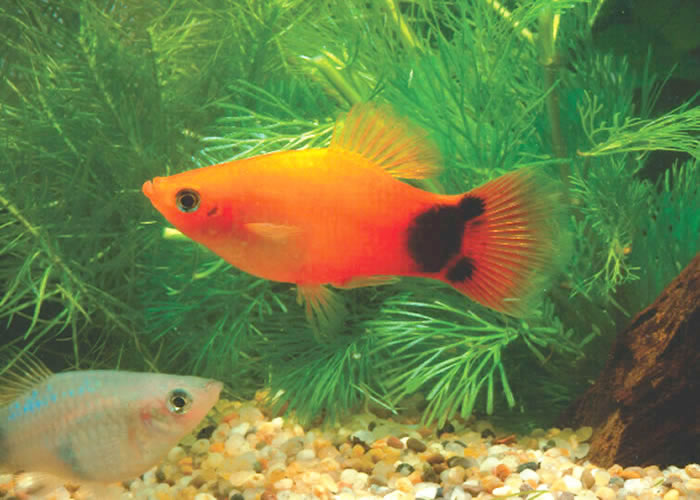 Happily Ever Disney : Mickey Mouse Fish! Our newest pets. Mickey Mouse  Platy in various colors.