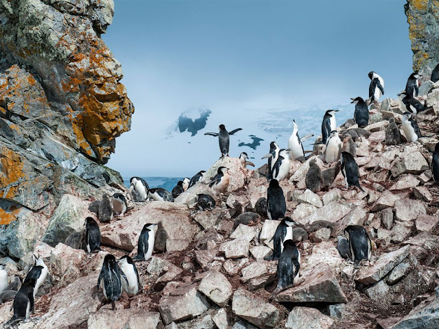 booth island, antarctica, penguins, penguin in antarctica, artic