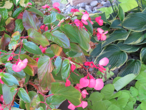 dragon wing begonia