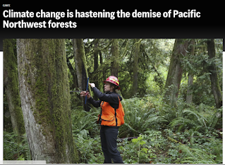 News headline: " Climate change is hastening the demise of Pacific Nothwest forests"