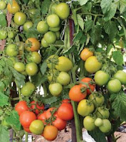 jual benih, tomat, TM Marvel, benih Tani Murni, manfaat  tomat, toko pertanian, toko online, lmga agro