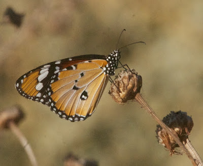 Plain Tiger (Danaus chrysippus)