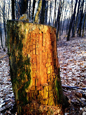 tree trunk, 