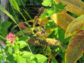 milkweed tussock caterpillar