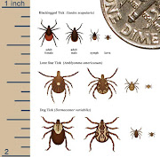 . cycle of three ticks: Blacklegged Tick, Lone Star Tick, and Dog Tick. (ticks)