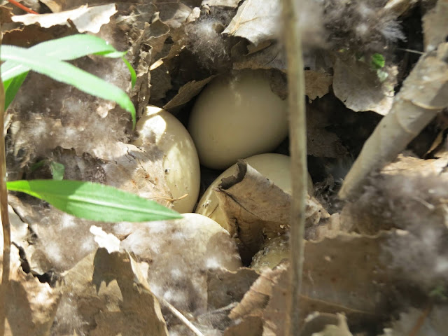 Mallard nest