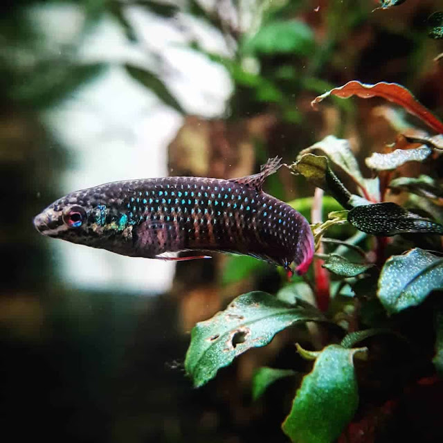 Knowing All Fun Facts Of The Wild Betta Imbellis Or Peaceful Betta Fish