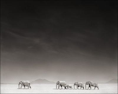 Wildlife Photography by Nick Brandt Seen On  www.coolpicturegallery.us