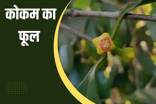 kokum flower in Hindi