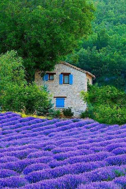 The Nature, Purple fields