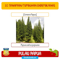 tanaman atau tumbuhan endemik khas papua cemara