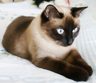 Mengenal Kucing Siamese atau Kucing Siam Asli Thailand - Blog Kucing