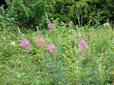 Rose bay willowherb