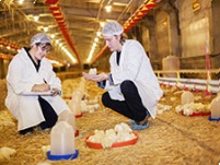 Poultry Feed Ingredients Manufacturers