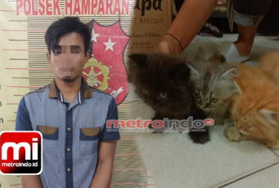 Unit Satreskrim Polsek Hamparan Perak Berhasil Menangkap Pelaku Pencurian Kucing Anggora