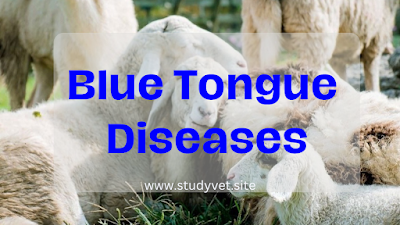 Blue Tongue Disease in Sheep and Cattle