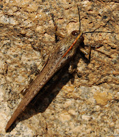  La langosta egipcia o saltamontes egipcio (Anacridium aegyptium)