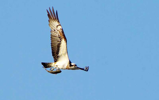 osprey flying with fish