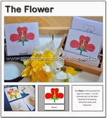theflower