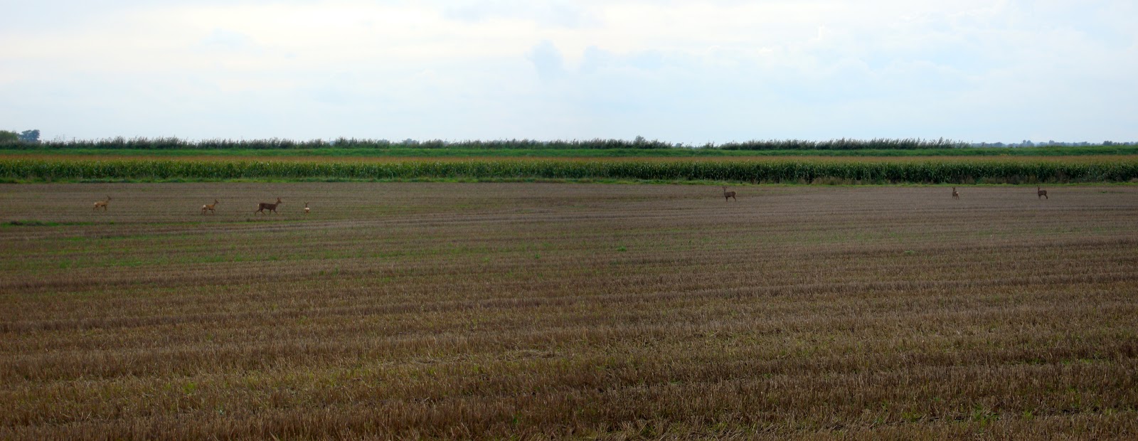 Wicken Fen Deer.jpg
