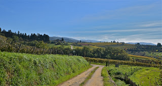 Tuscan vineyard in Chianti area