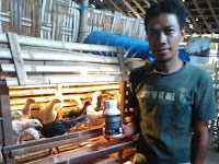 Ayam Joper dengan Bio Maxter, Panen Lebih Cepat dan Kotoran Tidak Bau