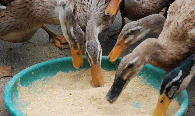 Inilah Cara Mengatasi Bebek Tidak Bertelur