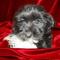 maltipoo puppy for sale