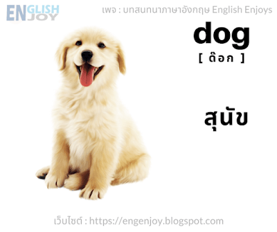 Dog [ด๊อก] - สุนัข