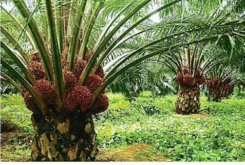 pohon kelapa sawit penghasil buah tandan segar sebagai bahan pokok minyak