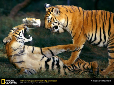Tiger Cubs Wallpaper